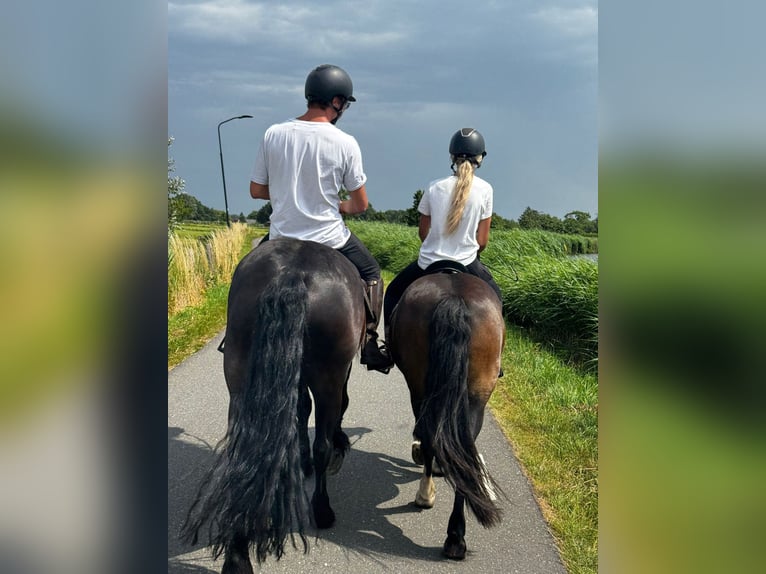 Frison Jument 6 Ans 167 cm Noir in de Hoef