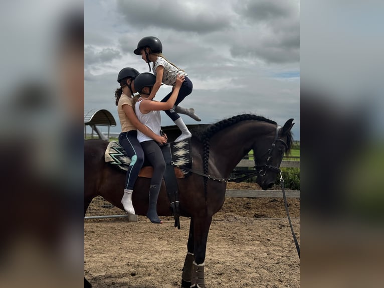 Frison Jument 6 Ans 167 cm Noir in de Hoef