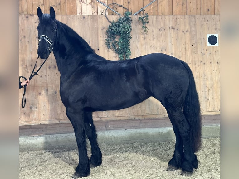 Frison Jument 6 Ans 167 cm Noir in Riedlingen