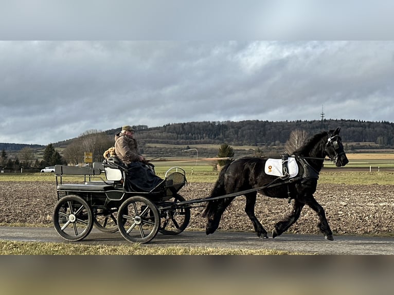 Frison Jument 6 Ans 167 cm Noir in Riedlingen