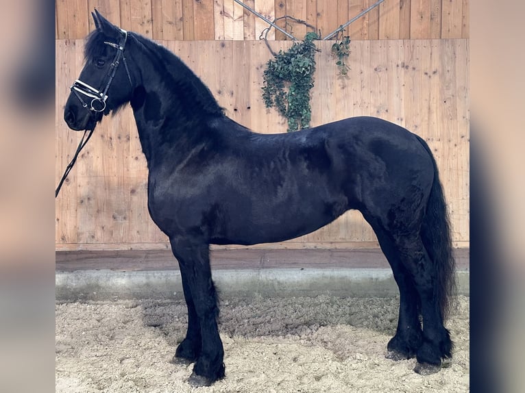 Frison Jument 6 Ans 167 cm Noir in Riedlingen