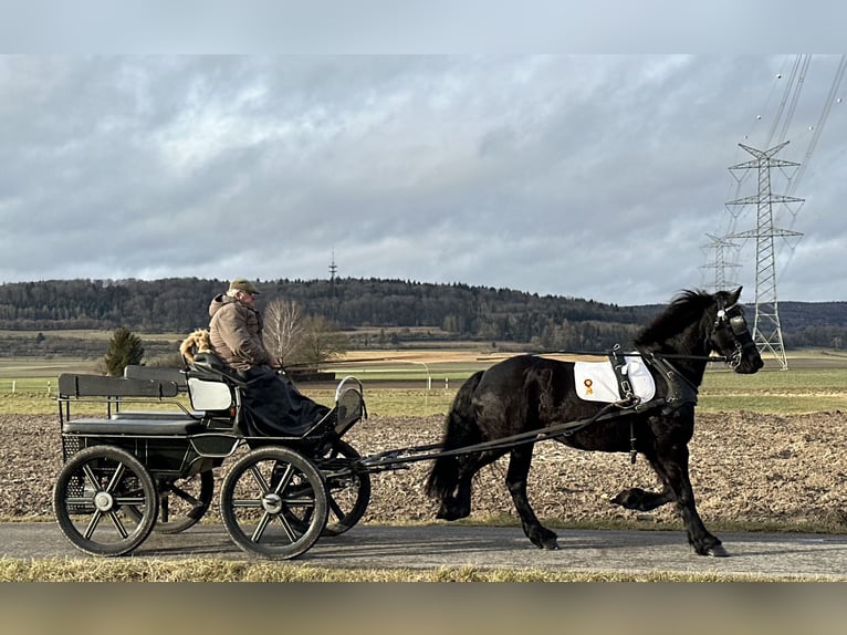 Frison Jument 6 Ans 167 cm Noir in Riedlingen