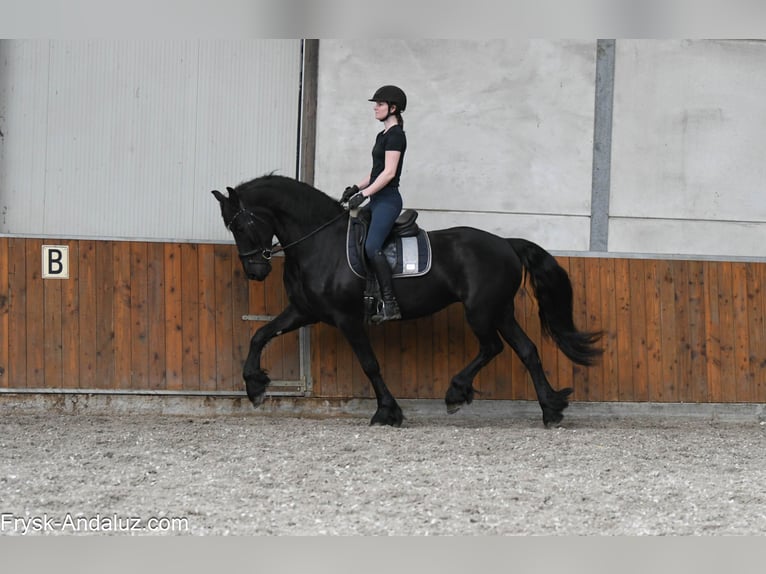 Frison Jument 6 Ans 168 cm Noir in Mijnsheerenland