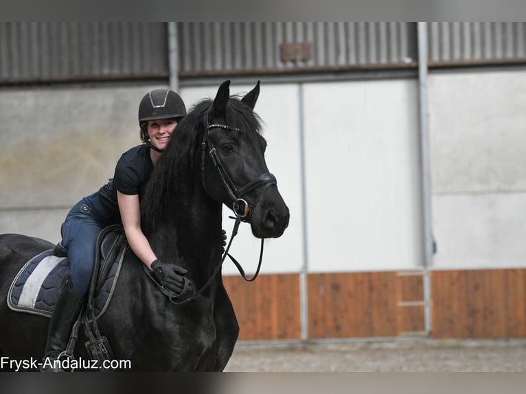 Frison Jument 6 Ans 168 cm Noir in Mijnsheerenland