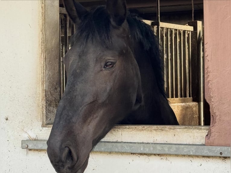 Frison Croisé Jument 6 Ans 169 cm Noir in Münster