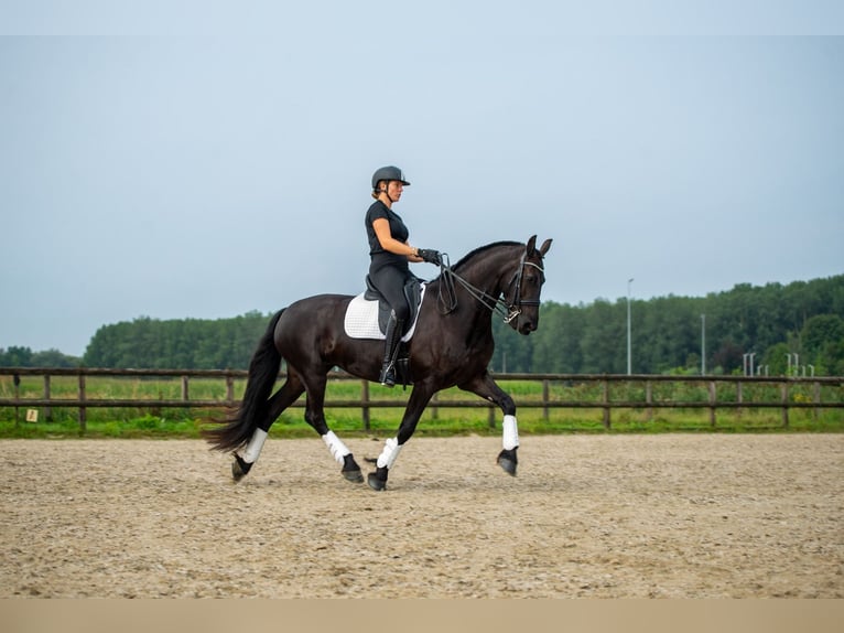 Frison Jument 6 Ans 169 cm Noir in Babyloniënbroek