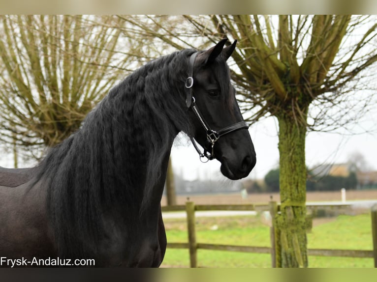 Frison Jument 6 Ans 169 cm Noir in Mijnsheerenland
