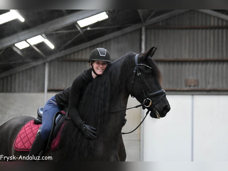 Frison Jument 6 Ans 169 cm Noir in Mijnsheerenland