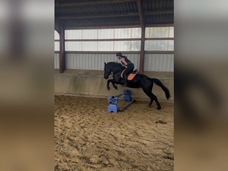 Frison Croisé Jument 6 Ans 170 cm Noir in Coesfeld