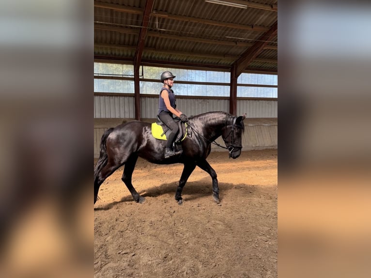 Frison Croisé Jument 6 Ans 170 cm Noir in Coesfeld