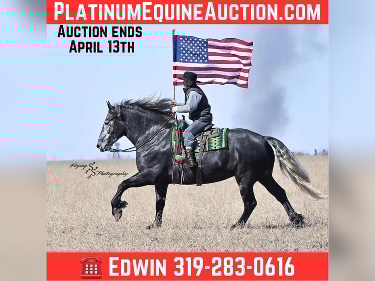 Frison Jument 6 Ans Gris in Fairbank IA