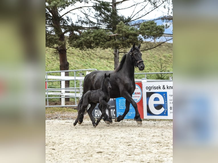 Frison Jument 6 Ans Noir in Anger