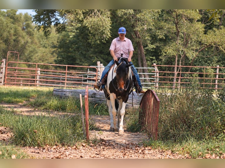 Frison Croisé Jument 6 Ans Pinto in Independence