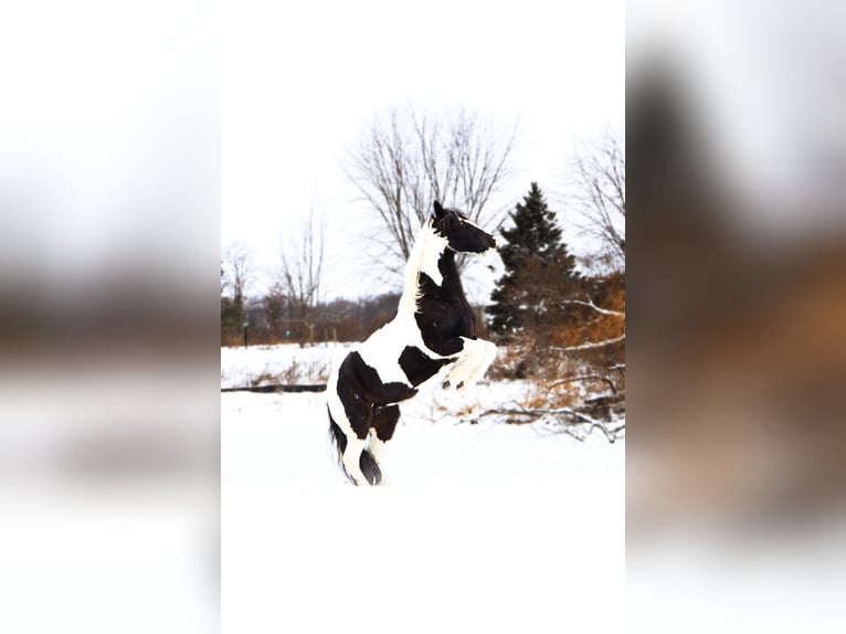 Frison Croisé Jument 7 Ans 155 cm Pinto in Howell