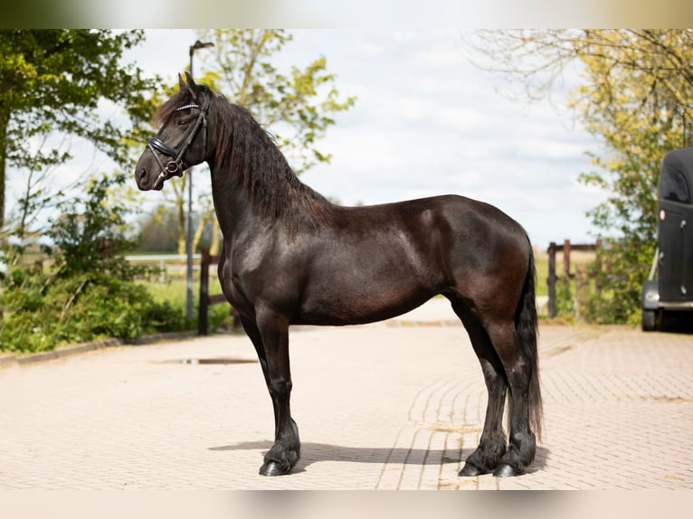 Frison Jument 7 Ans 163 cm Noir in Britswert