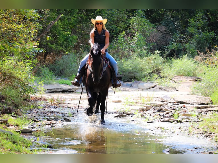 Frison Jument 7 Ans 163 cm Noir in Flemingsburg KY