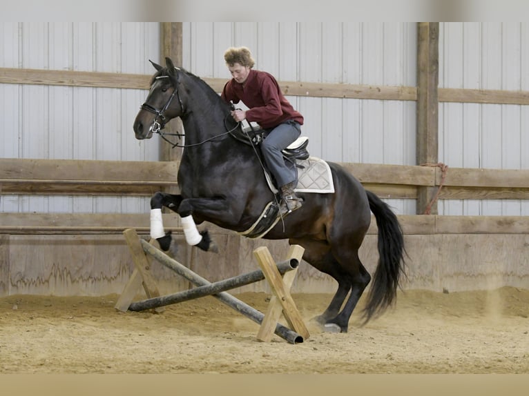 Frison Jument 7 Ans 163 cm Noir in Oelwein
