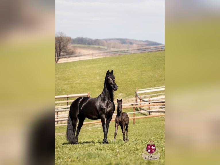 Frison Jument 7 Ans 164 cm Noir in Taunusstein