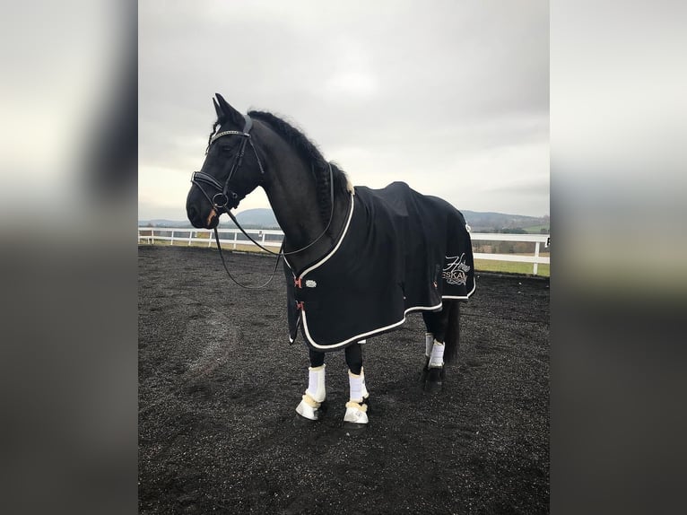 Frison Jument 7 Ans 165 cm Bai in Ursensollen