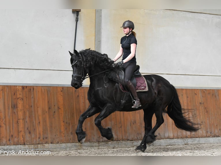 Frison Jument 7 Ans 165 cm Noir in Mijnsheerenland