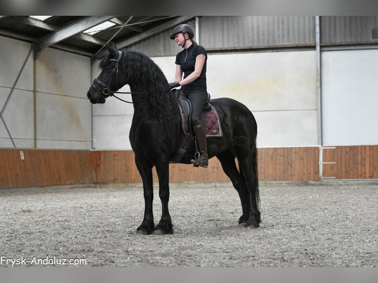 Frison Jument 7 Ans 165 cm Noir in Mijnsheerenland