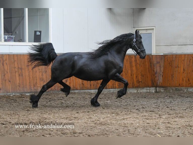 Frison Jument 7 Ans 165 cm Noir in Mijnsheerenland