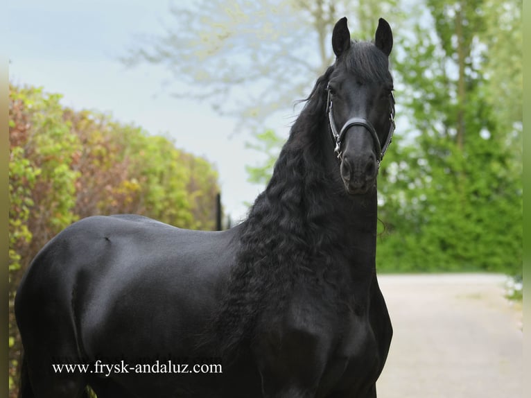Frison Jument 7 Ans 165 cm Noir in Mijnsheerenland