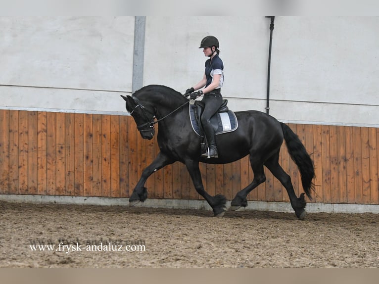 Frison Jument 7 Ans 165 cm Noir in Mijnsheerenland