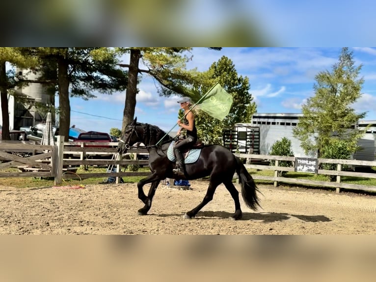 Frison Croisé Jument 7 Ans 165 cm Noir in Gap