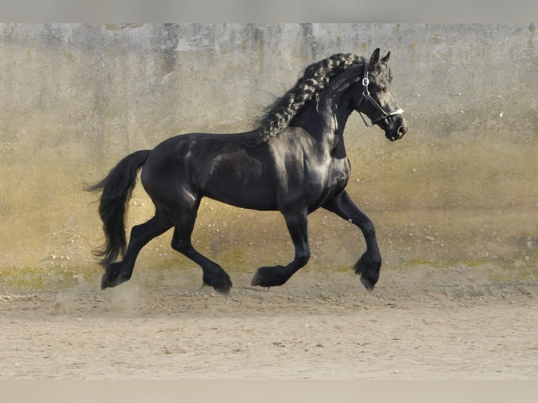Frison Jument 7 Ans 167 cm Noir in Ochtendung