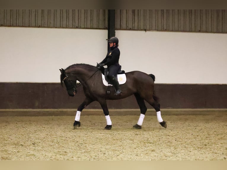 Frison Jument 7 Ans 168 cm Noir in Zuid-Beijerland