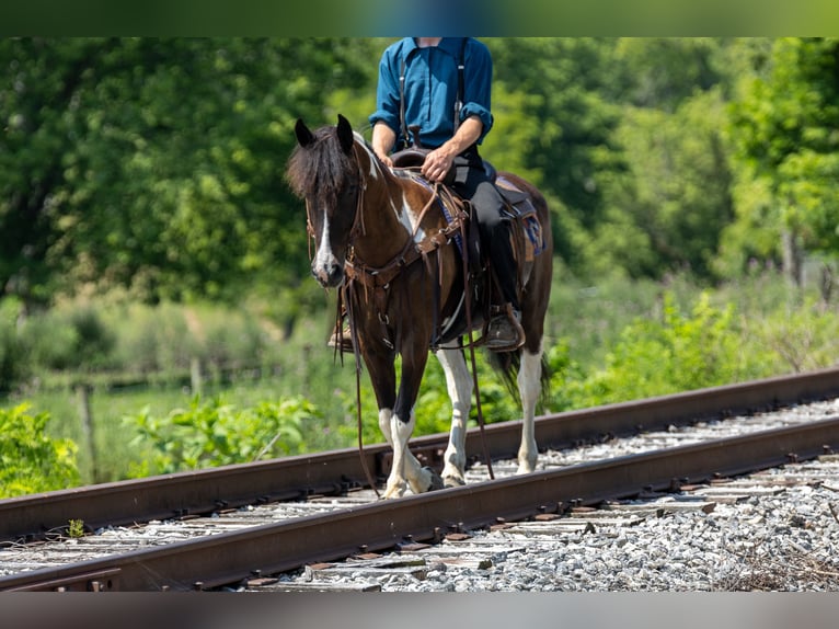 Frison Croisé Jument 8 Ans 142 cm in Ewing, KY