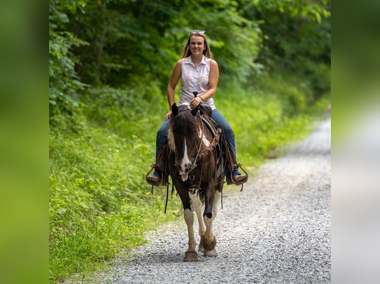 Frison Croisé Jument 8 Ans 142 cm in Ewing, KY