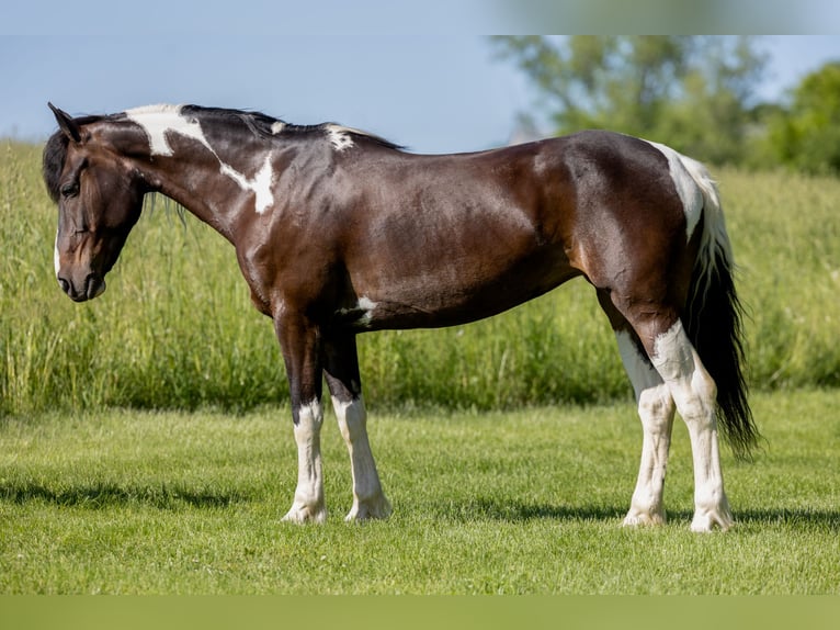 Frison Croisé Jument 8 Ans 142 cm in Ewing, KY