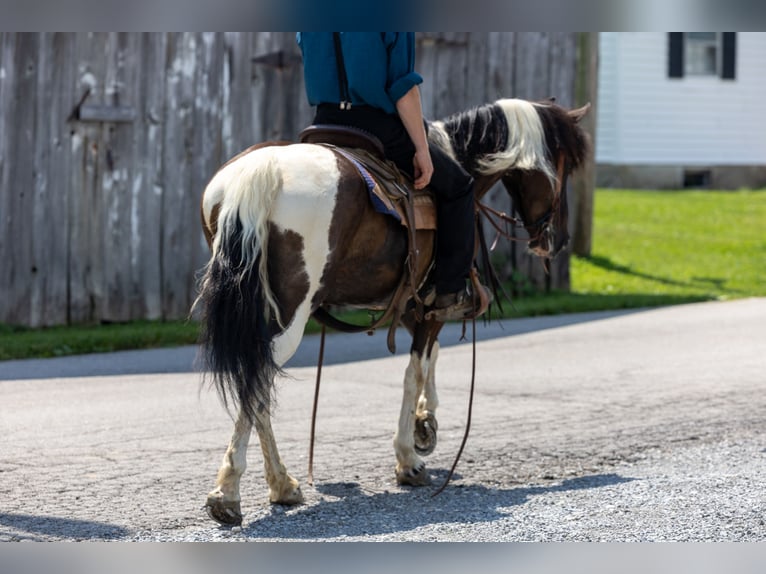 Frison Croisé Jument 8 Ans 142 cm in Ewing, KY