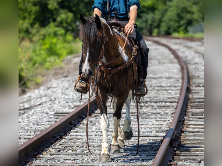 Frison Croisé Jument 8 Ans 142 cm in Ewing, KY