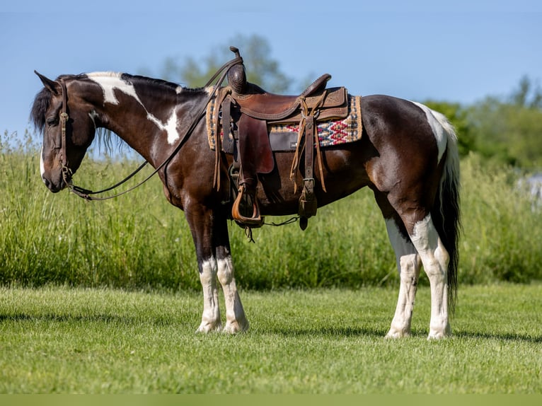 Frison Croisé Jument 8 Ans 142 cm in Ewing, KY