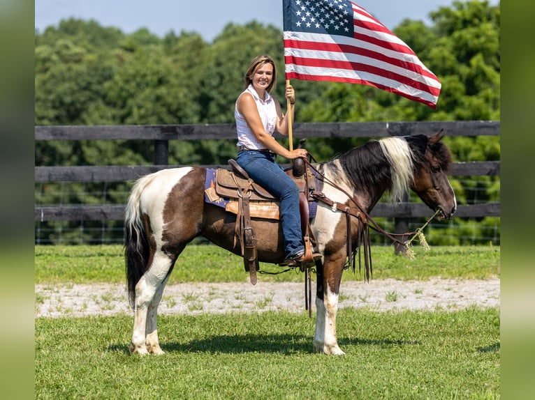 Frison Croisé Jument 8 Ans 142 cm in Ewing, KY