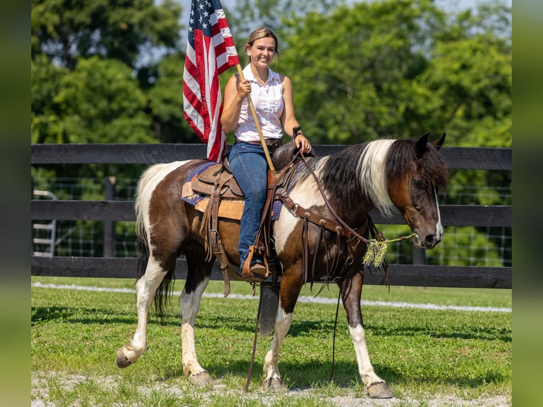 Frison Croisé Jument 8 Ans 142 cm in Ewing, KY