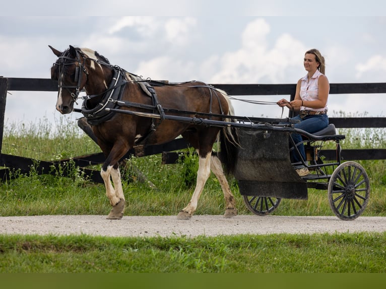 Frison Croisé Jument 8 Ans 142 cm in Ewing, KY