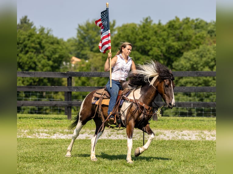 Frison Croisé Jument 8 Ans 142 cm in Ewing, KY
