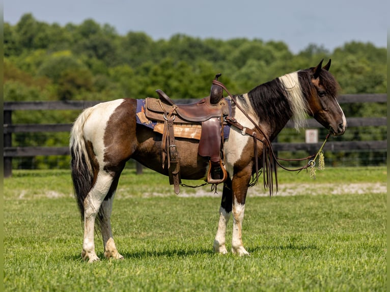 Frison Croisé Jument 8 Ans 142 cm in Ewing, KY