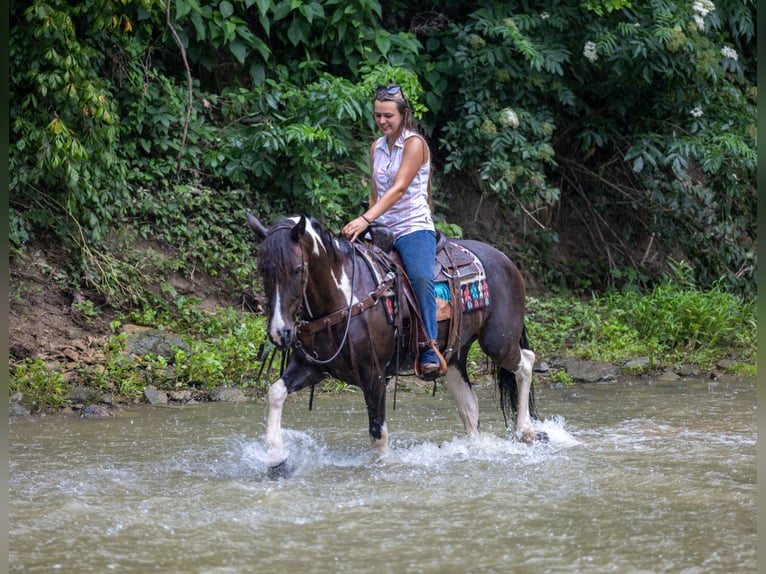Frison Croisé Jument 8 Ans 142 cm in Ewing, KY