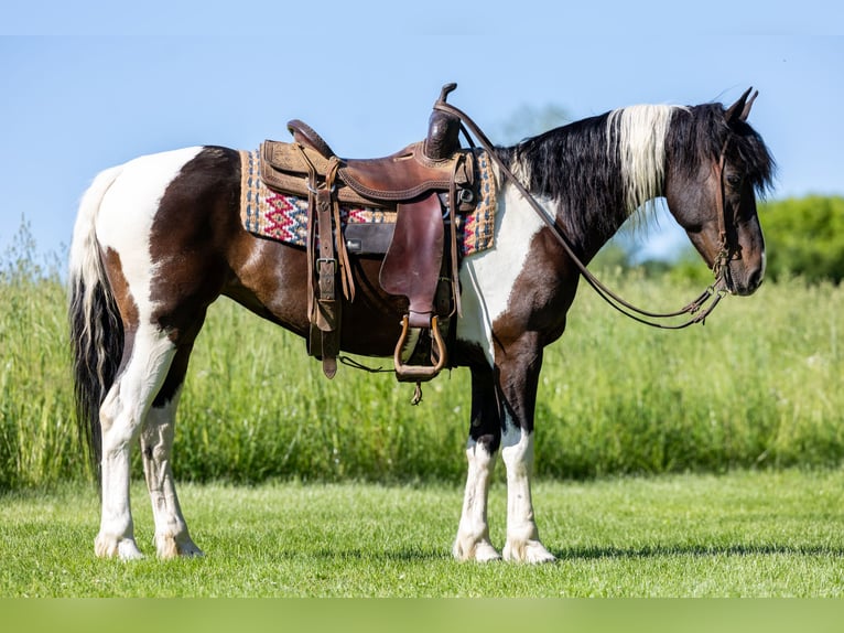 Frison Croisé Jument 8 Ans 142 cm in Ewing, KY