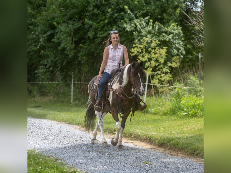 Frison Croisé Jument 8 Ans 142 cm in Ewing, KY