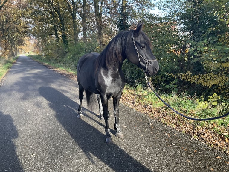 Frison Croisé Jument 8 Ans 157 cm Noir in Ambt Delden