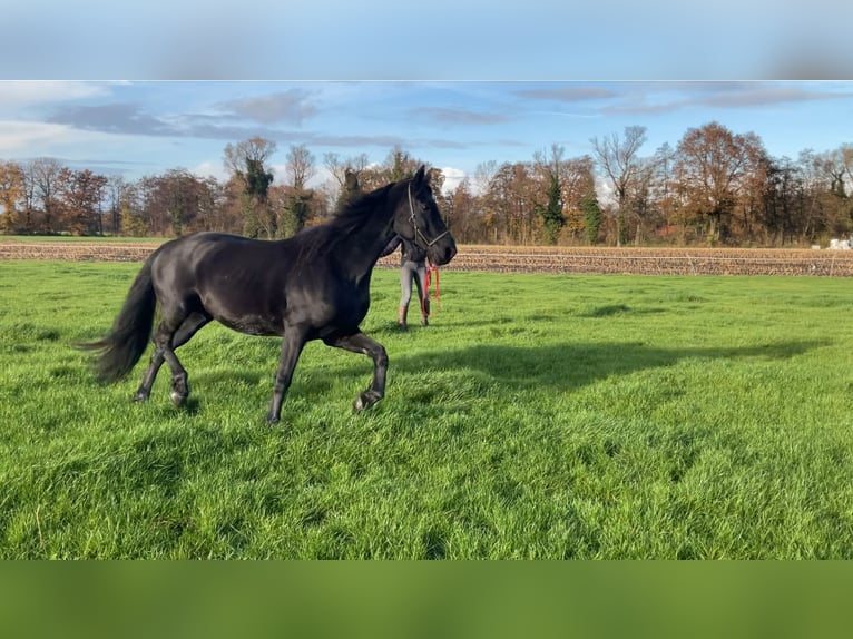 Frison Croisé Jument 8 Ans 157 cm Noir in Ambt Delden