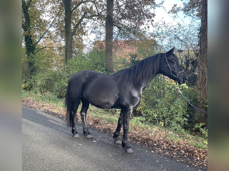 Frison Croisé Jument 8 Ans 157 cm Noir in Ambt Delden