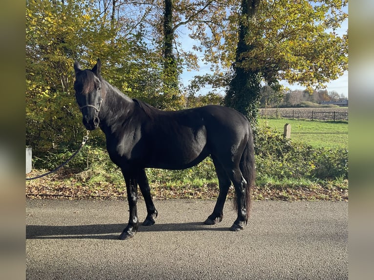 Frison Croisé Jument 8 Ans 157 cm Noir in Ambt Delden