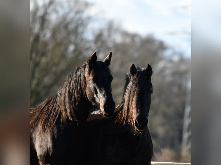 Frison Croisé Jument 8 Ans 157 cm Noir in Ambt Delden